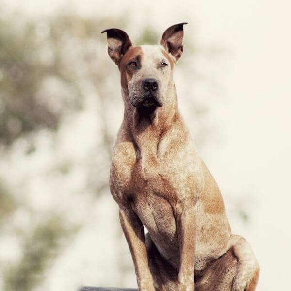 great dane sitting