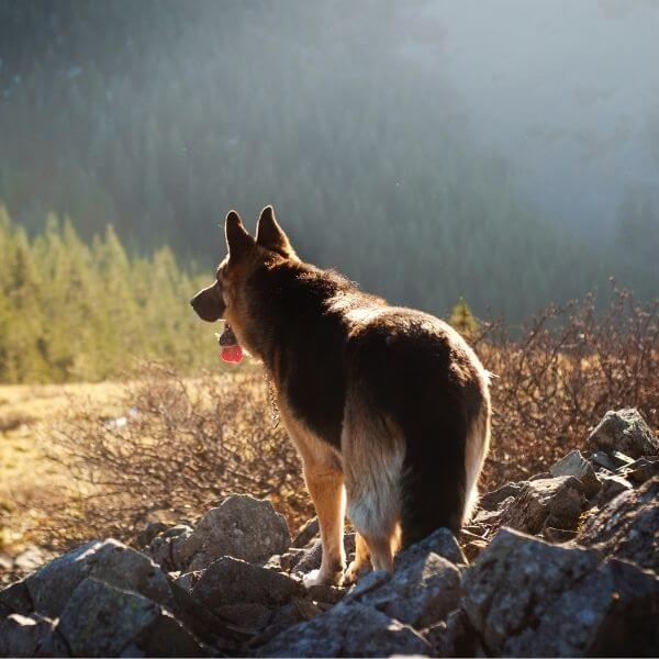 german shepherd on mountain