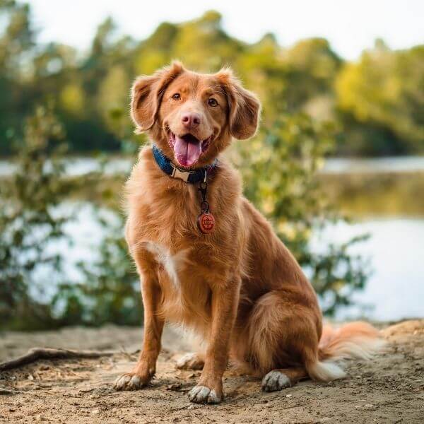 dog sitting on dirt