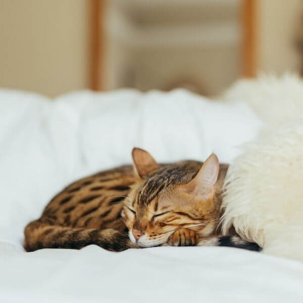 cat sleeping on bed